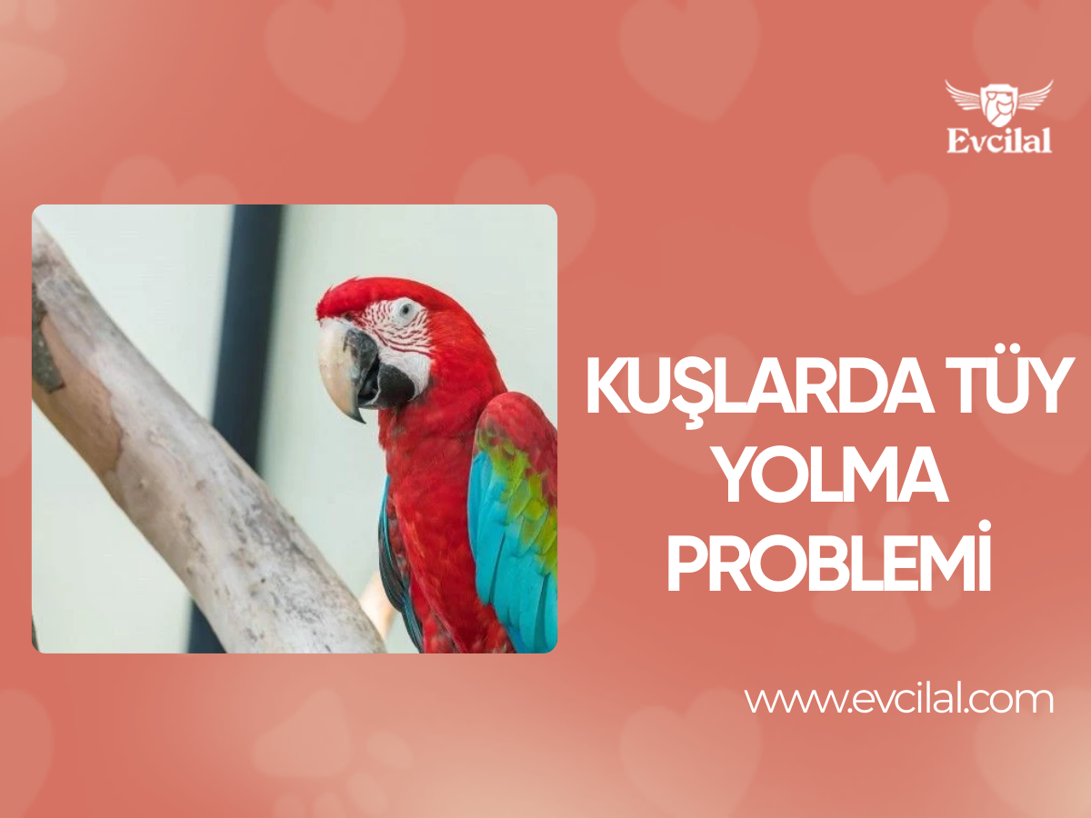 Kuşlarda Tüy Yolma Problemi