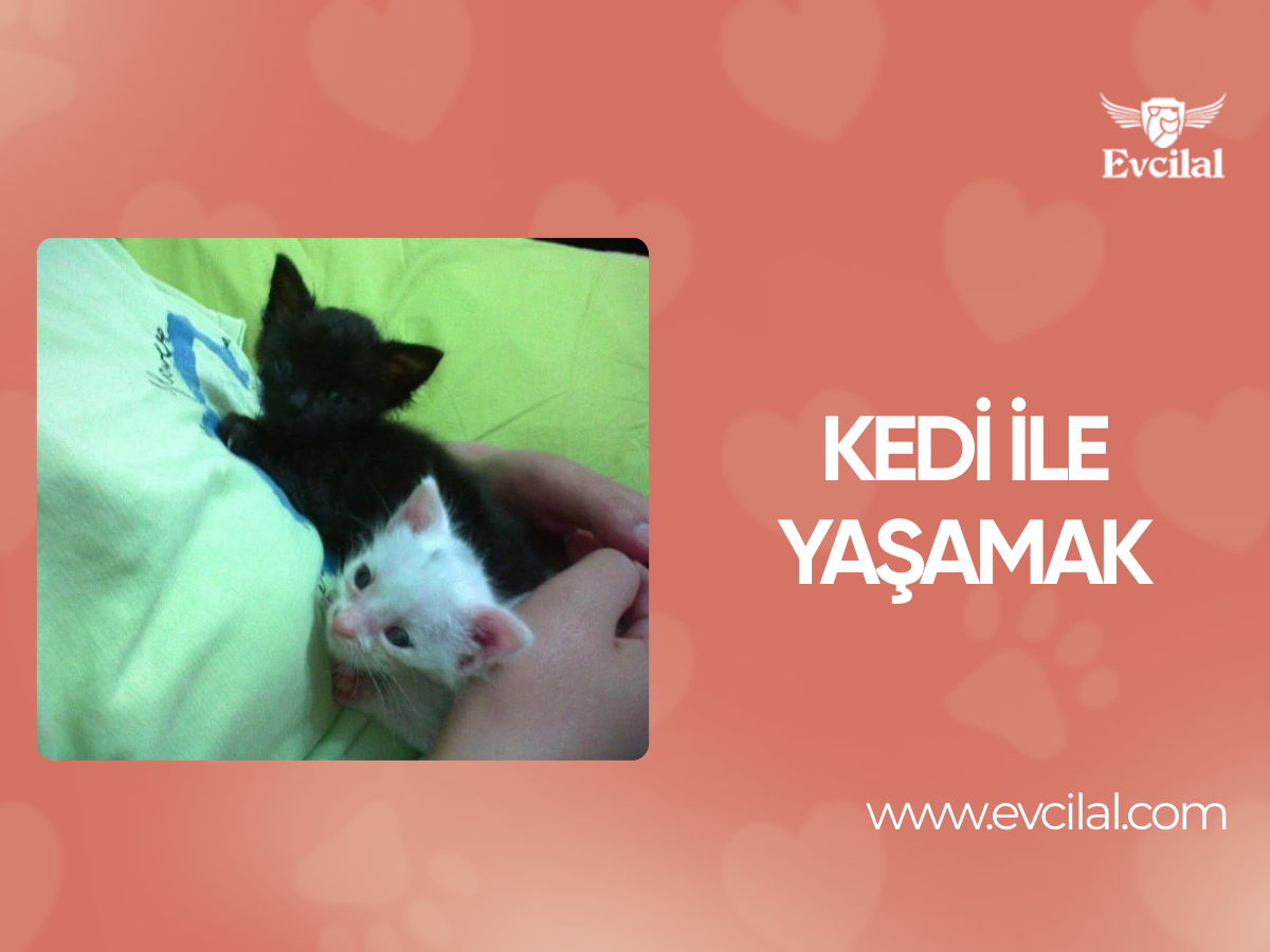 Kedi ile yaşamak