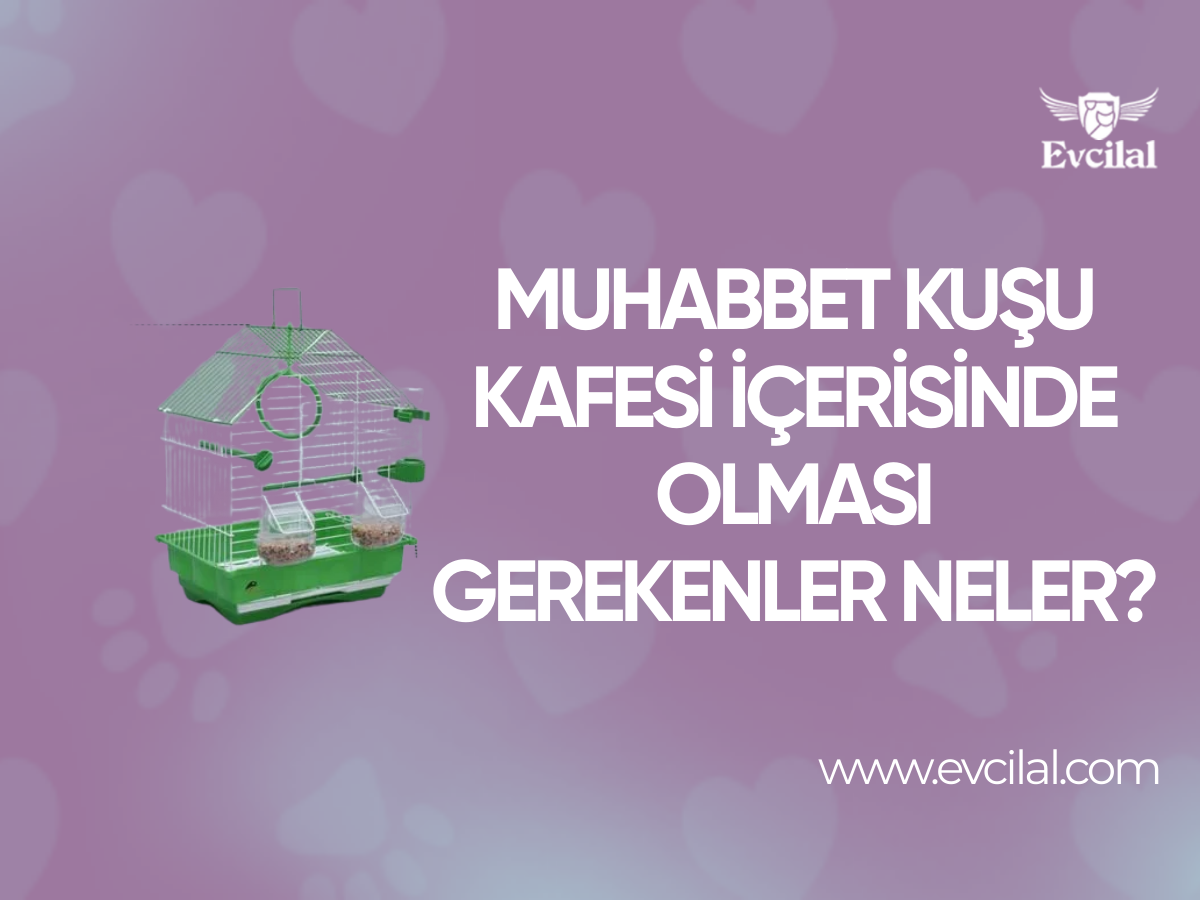 Muhabbet Kuşu Kafesi İçerisinde Olması Gerekenler Neler?