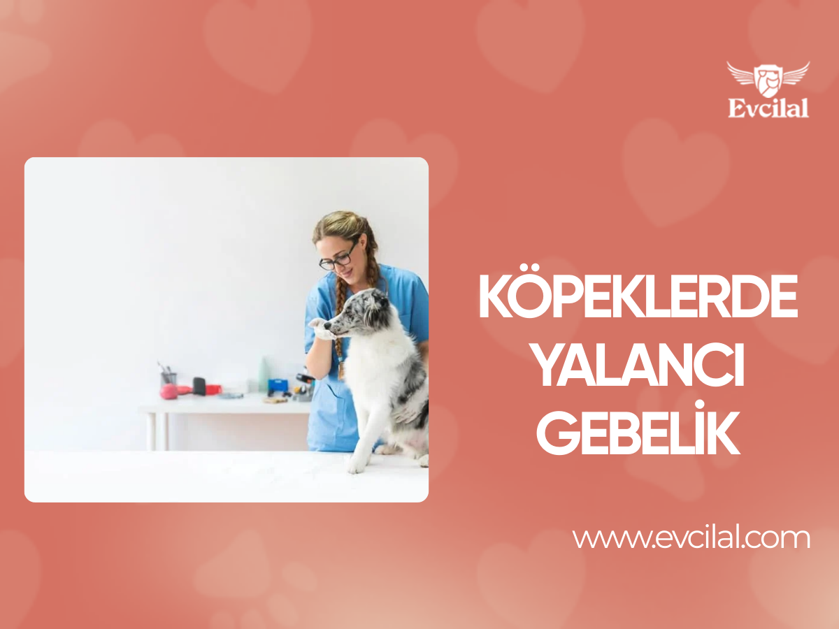 Köpeklerde Yalancı Gebelik
