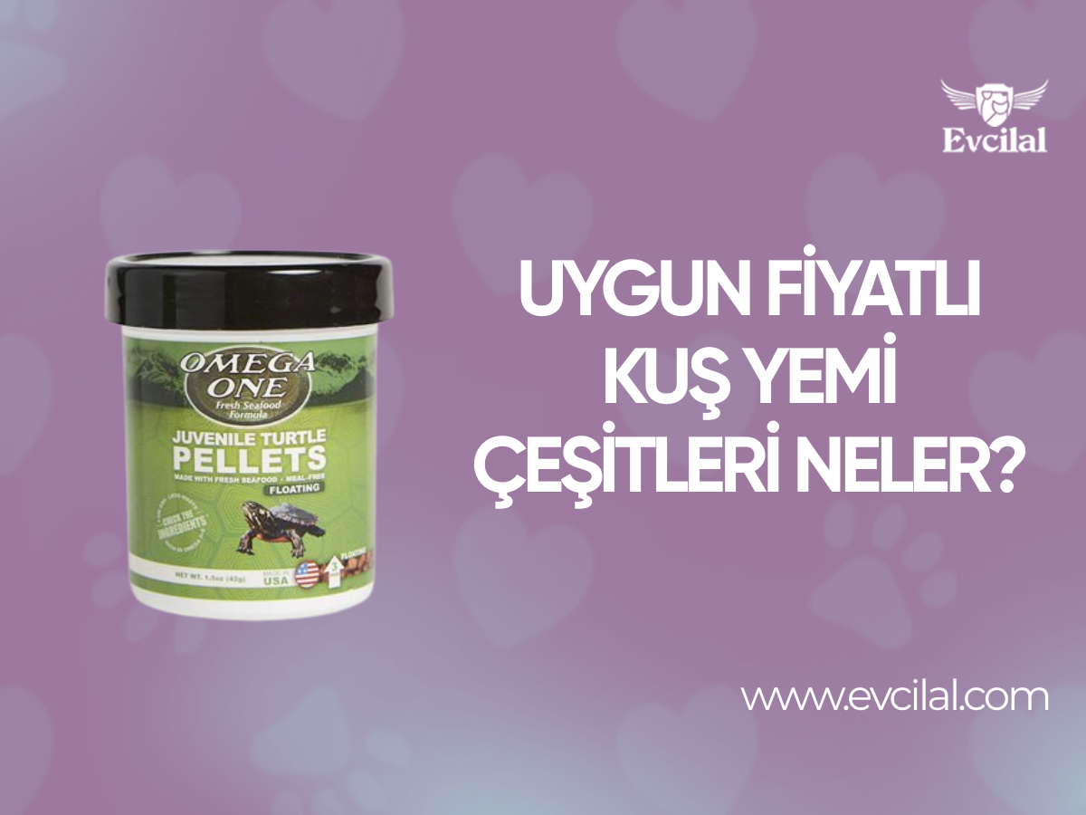 Uygun Fiyatlı Kuş Yemi Çeşitleri Neler?