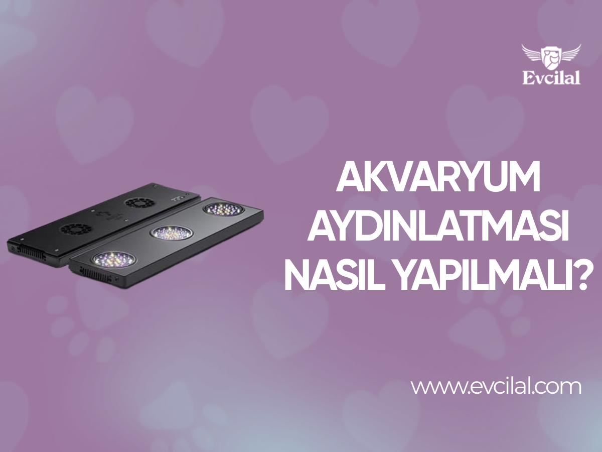 Akvaryum Aydınlatması Nasıl Yapılmalı