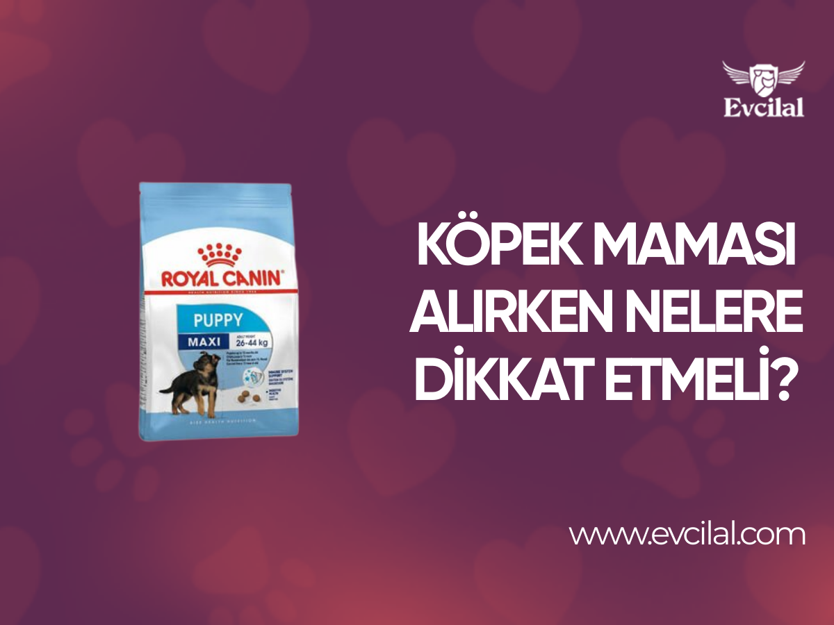 Köpek Maması Satın Alırken Nelere Dikkat Edilmeli
