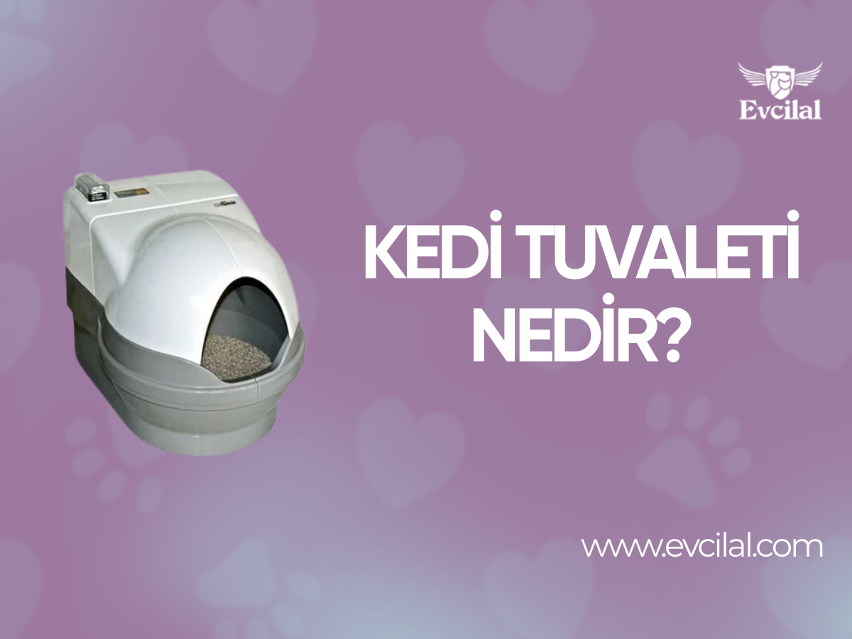 Kedi Tuvaleti Nedir?