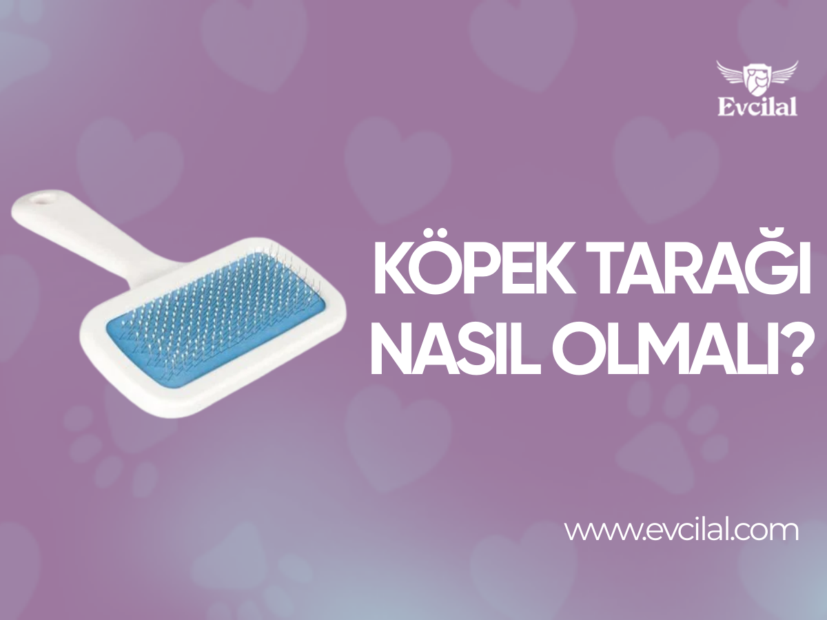 Köpek Tarağı Nasıl Olmalı