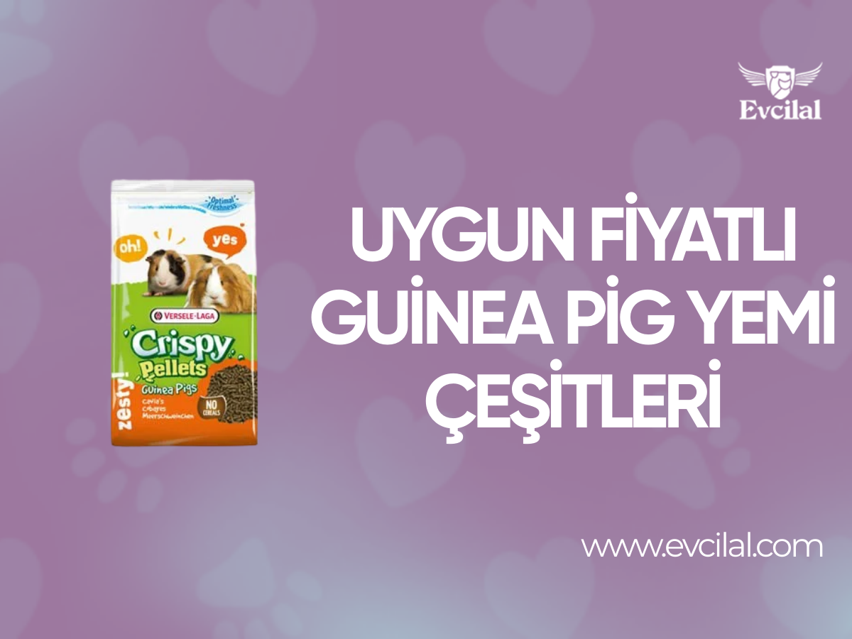 Uygun Fiyatlı Guinea Pig Yemi Çeşitleri