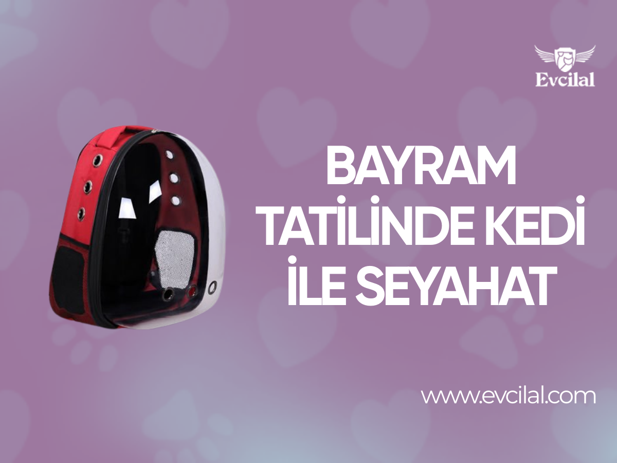 Bayram Tatiline Çıkarken Kedinizi De Yanınızda Götürebilirsiniz