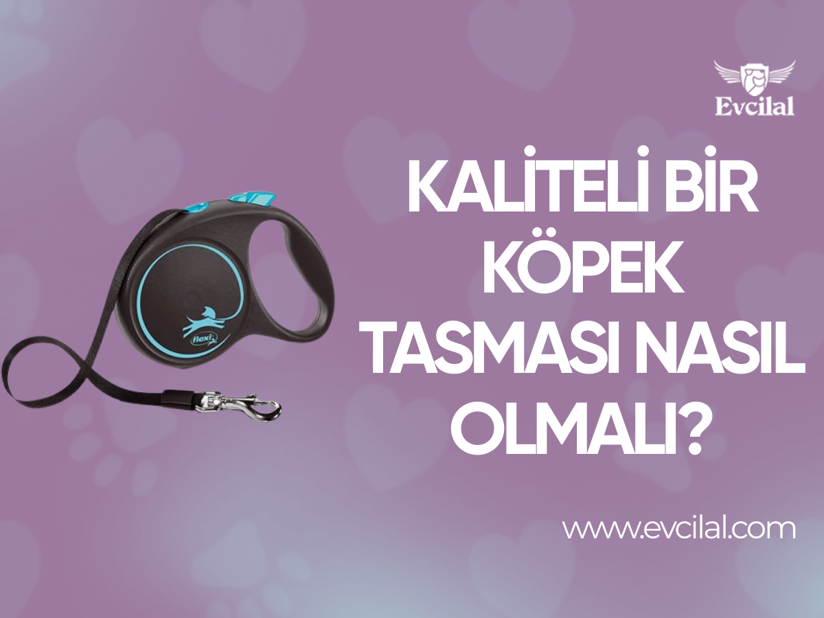 Kaliteli Bir Köpek Tasması Nasıl Olmalı