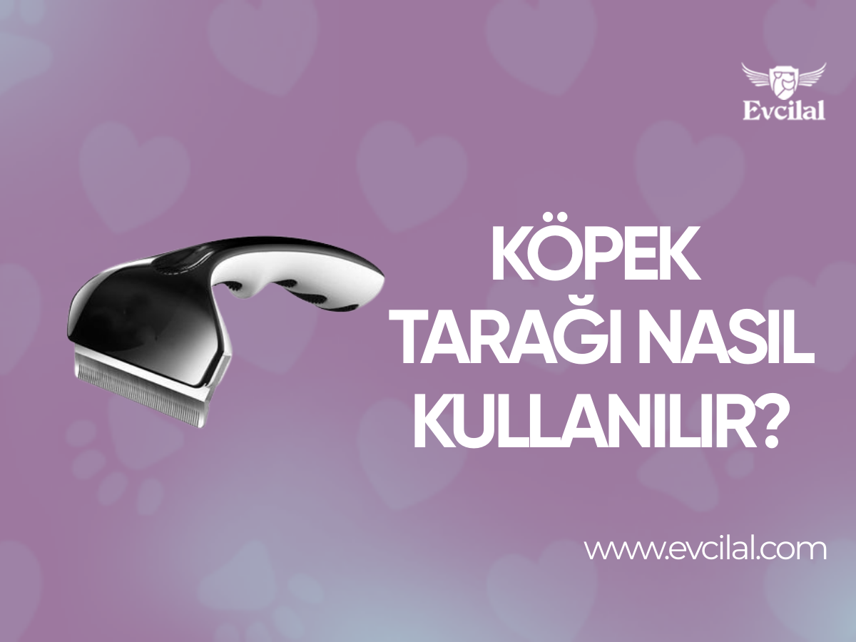 Köpek Tarağı Nasıl Kullanılır