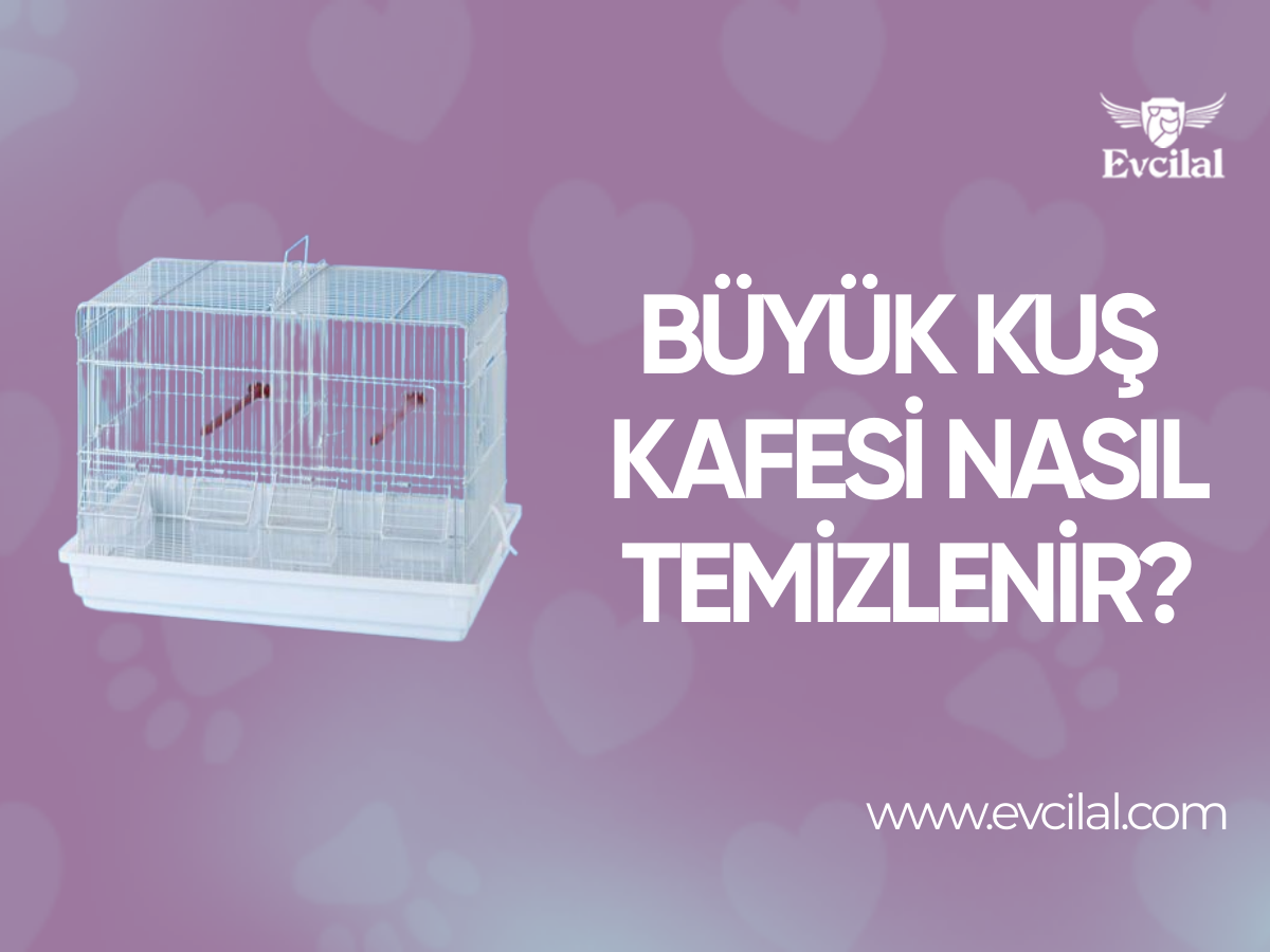 Büyük Kuş Kafesi Nasıl Temizlenir
