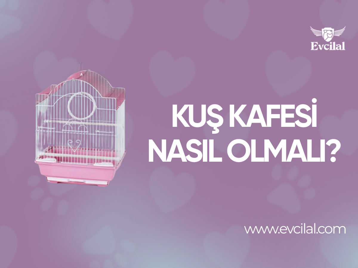 Kuş Kafesi Nasıl Olmalı