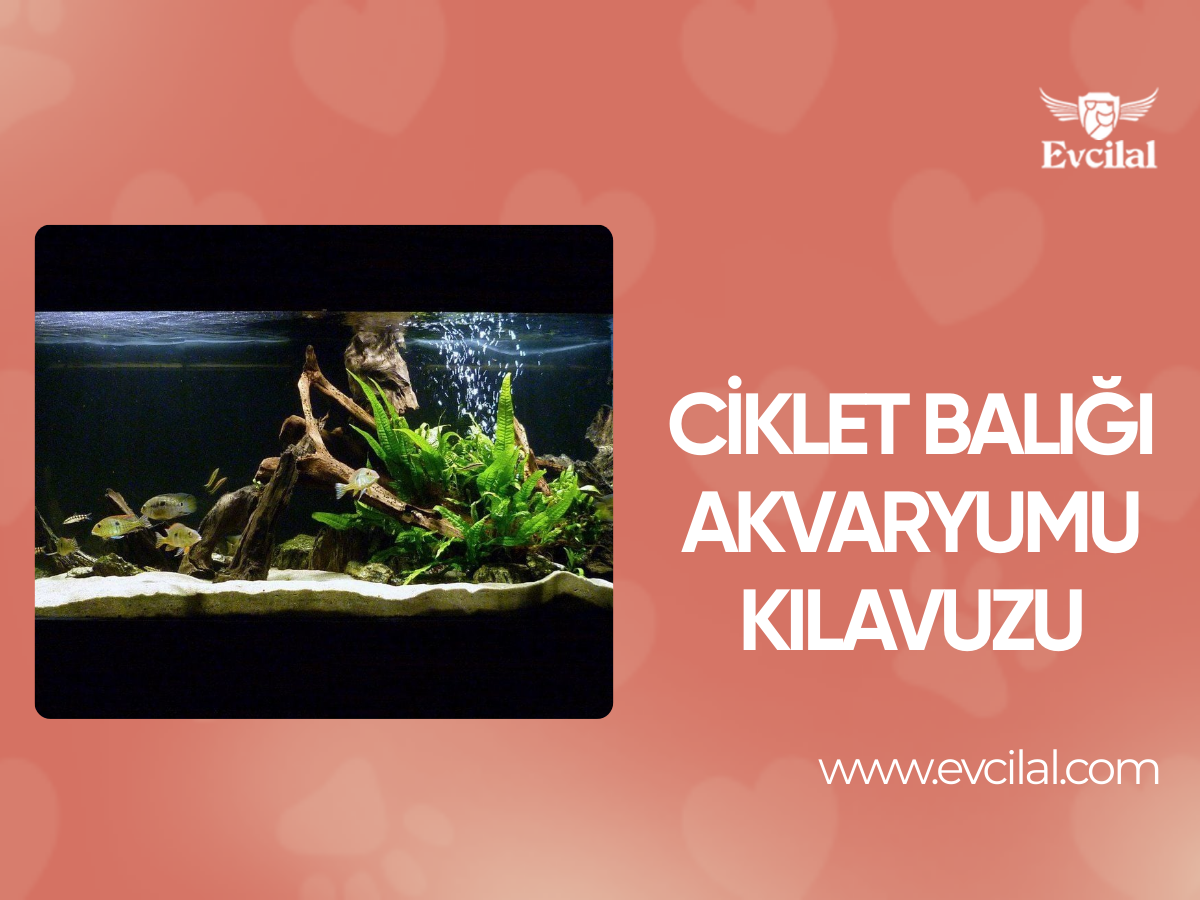 Ciklet Balığı Akvaryumu Kılavuzu