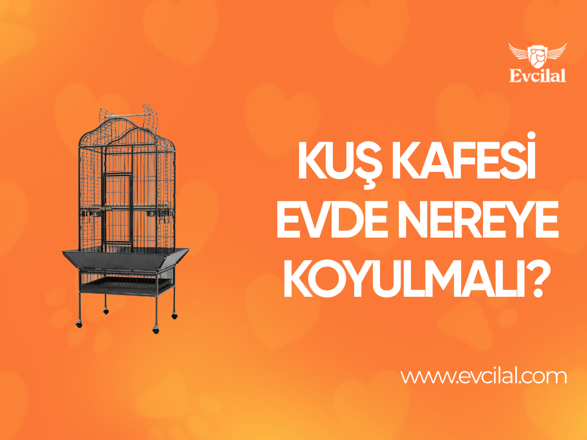 Kuş Kafesi Evde Nereye Koyulmalı