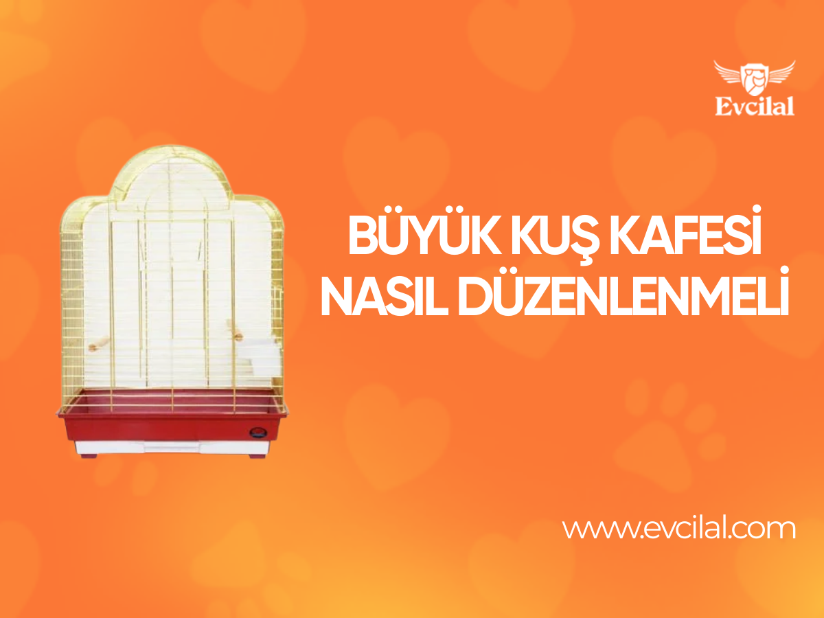 Büyük Kuş Kafesi Nasıl Düzenlenmeli