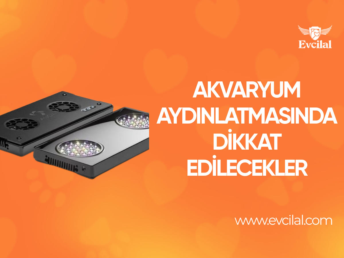 Akvaryum Aydınlatması Konusunda Dikkat Edilmesi Gerekenler