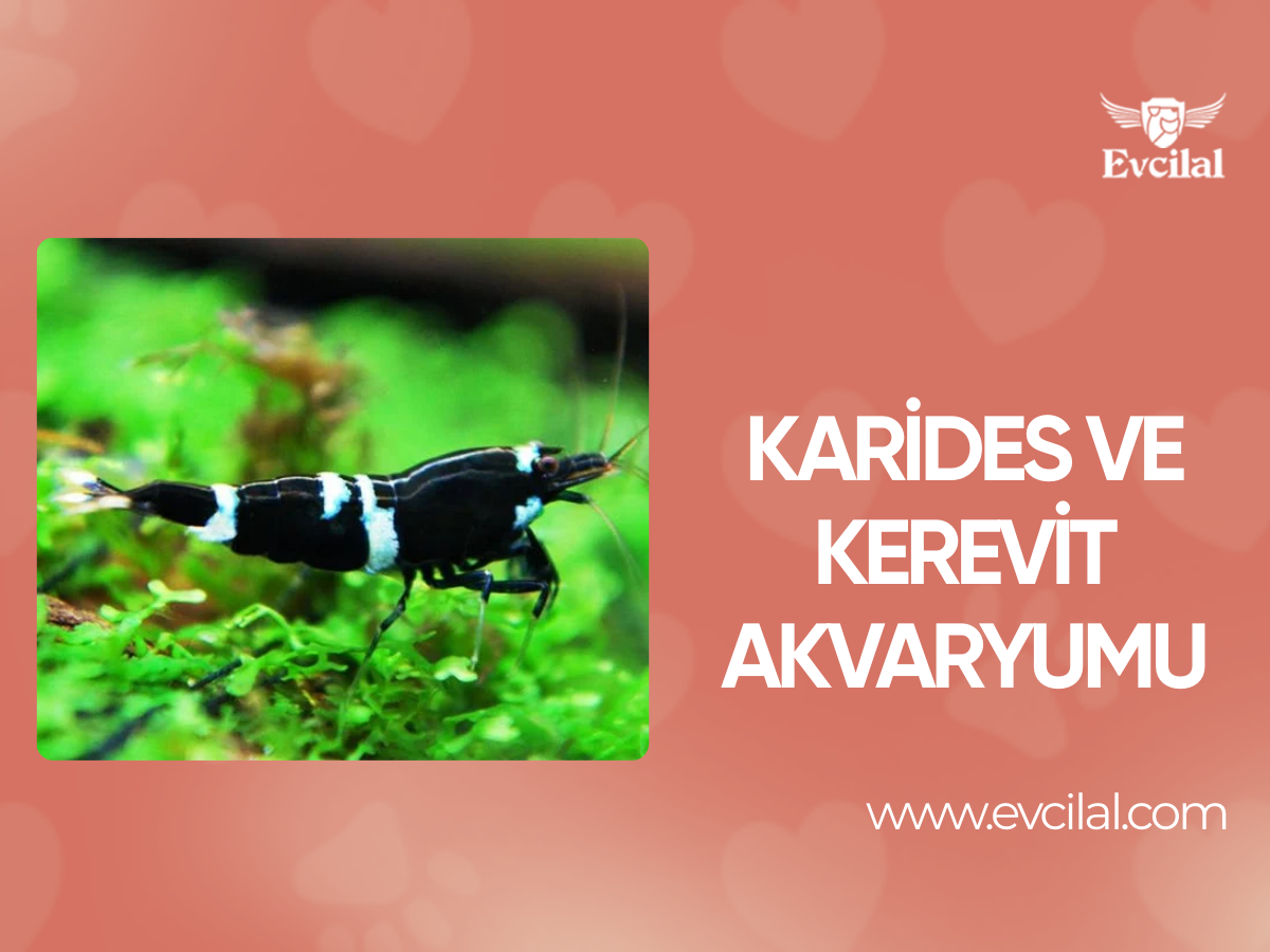Karides ve Kerevit Akvaryumu
