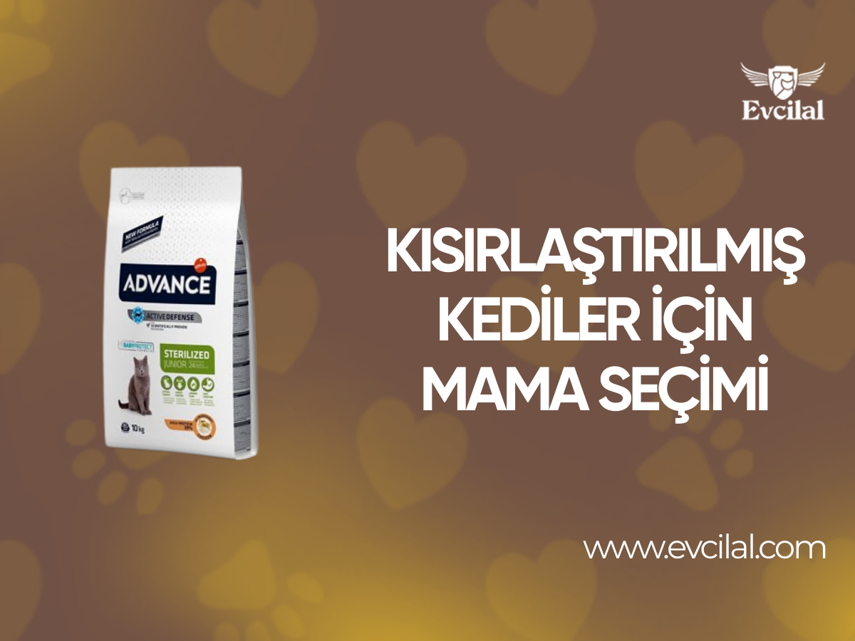 Kısırlaştırılmış Kediler İçin Hangi Kedi Maması Tercih Edilmeli