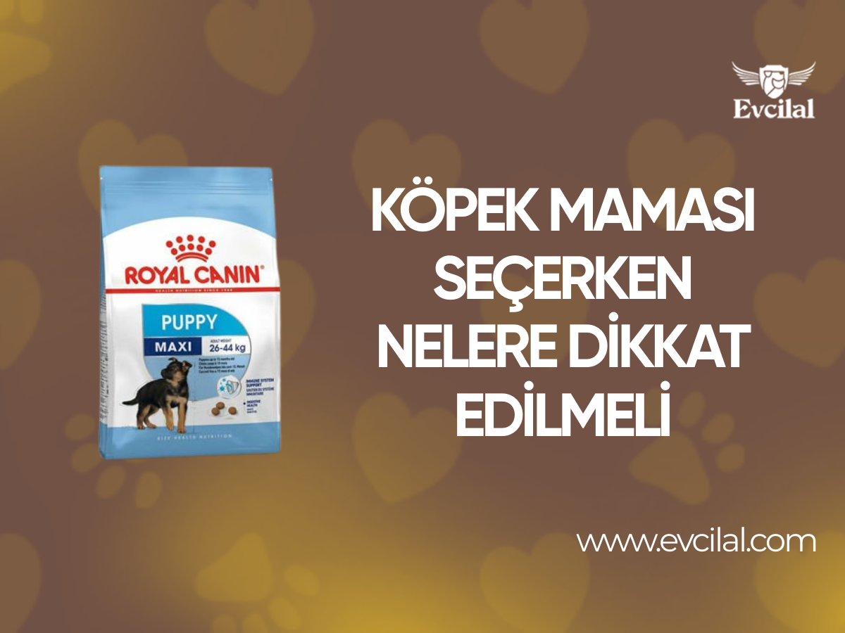 Köpek Maması Seçerken Nelere Dikkat Edilmeli