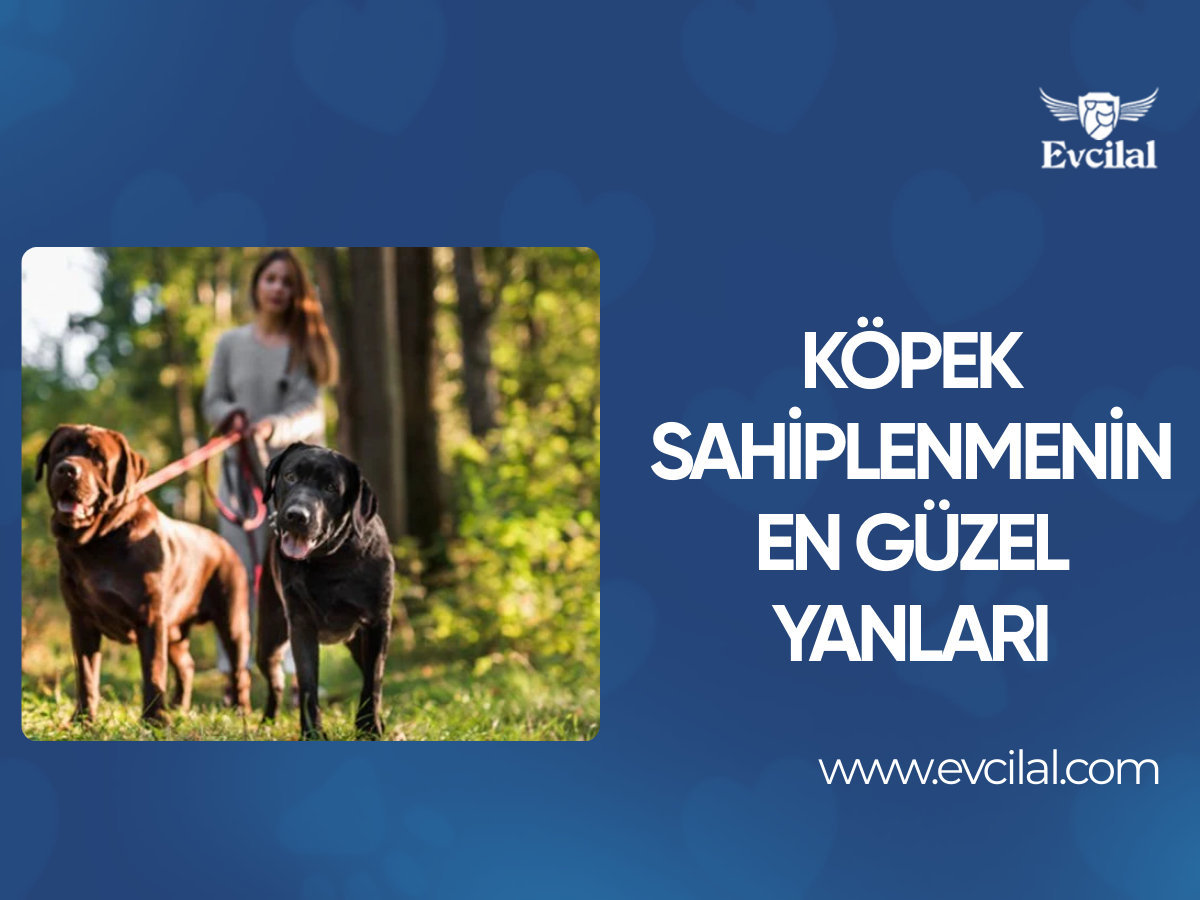 Köpek Sahiplenmenin En Güzel Yanları