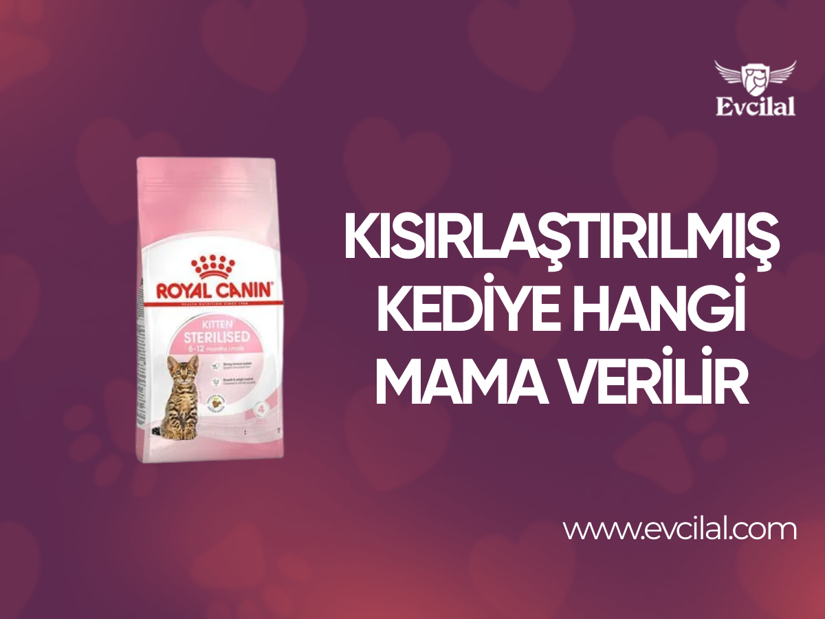 Kısırlaştırılmış Kediye Hangi Mama Verilir