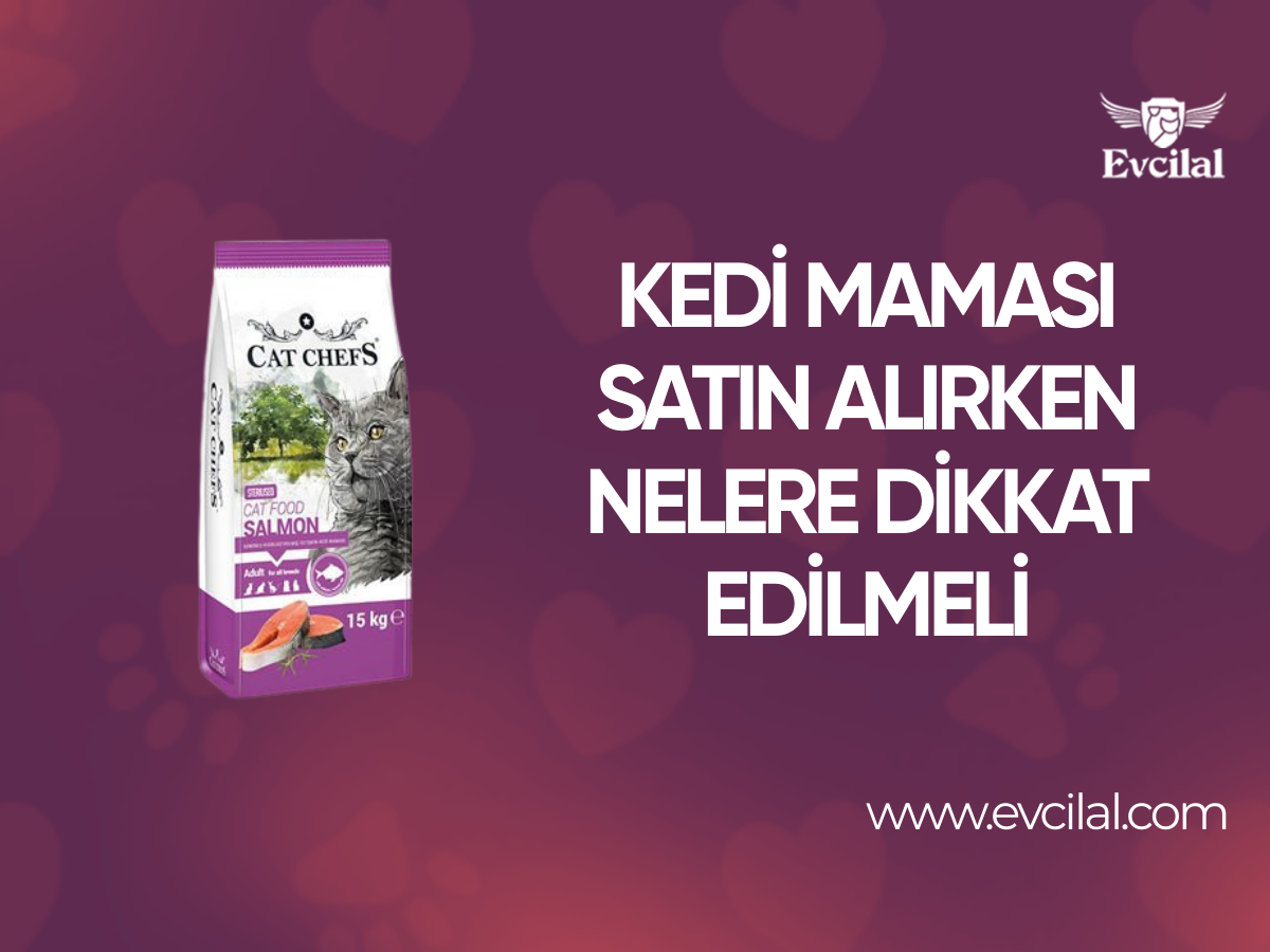 Kedi Maması Satın Alırken Nelere Dikkat Edilmeli