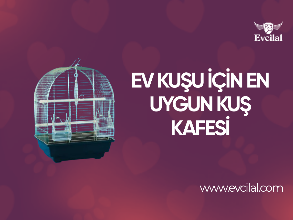 Evinizde Beslediğiniz Kuş İçin Hangi Kuş Kafesi Daha Uygun