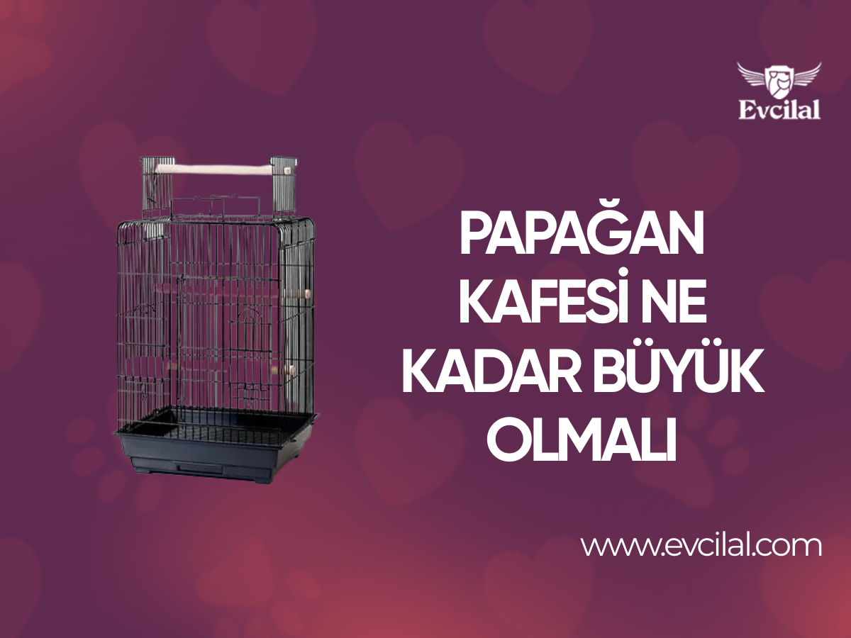 Papağan Kafesi Ne Kadar Büyük Olmalı?