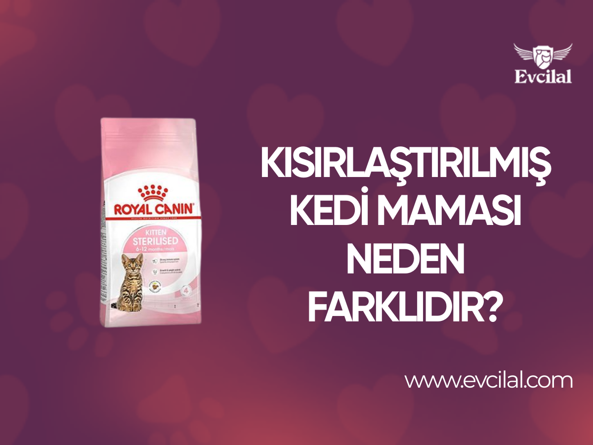 Kısırlaştırılmış Kedi Mamasının Diğer Mamalardan Farkı Nedir