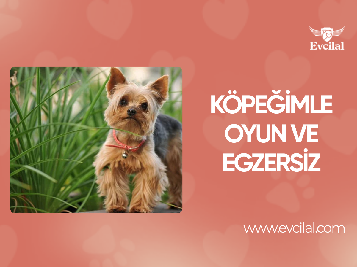 Köpeğimle Oyun ve Egzersiz