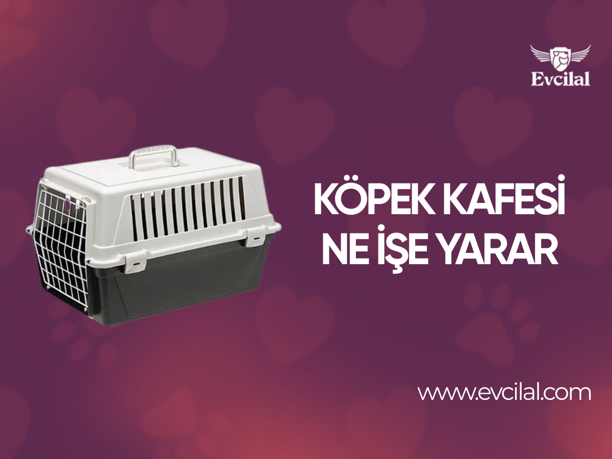 Köpek Kafesi Ne İşe Yarar