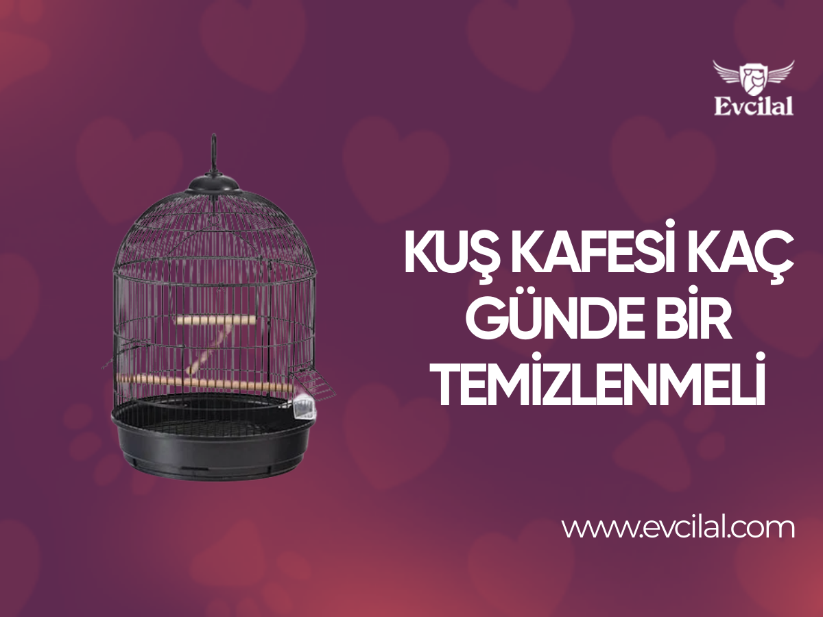Kuş Kafesi Kaç Günde Bir Temizlenmeli