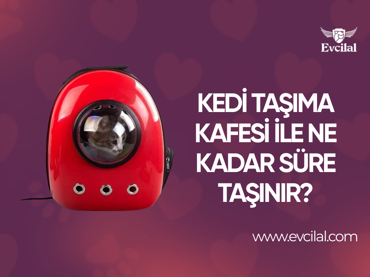 Kedi Taşıma Kafesi İle Kediler Ne Kadar Süre İle Taşınabilir