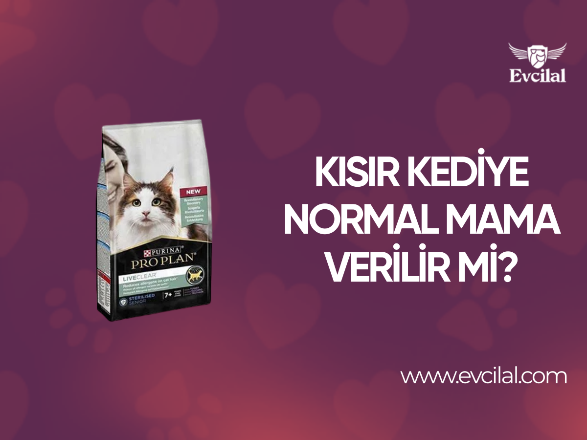Kısırlaştırılmış Kediye Normal Kedi Maması Verilirse Ne Olur