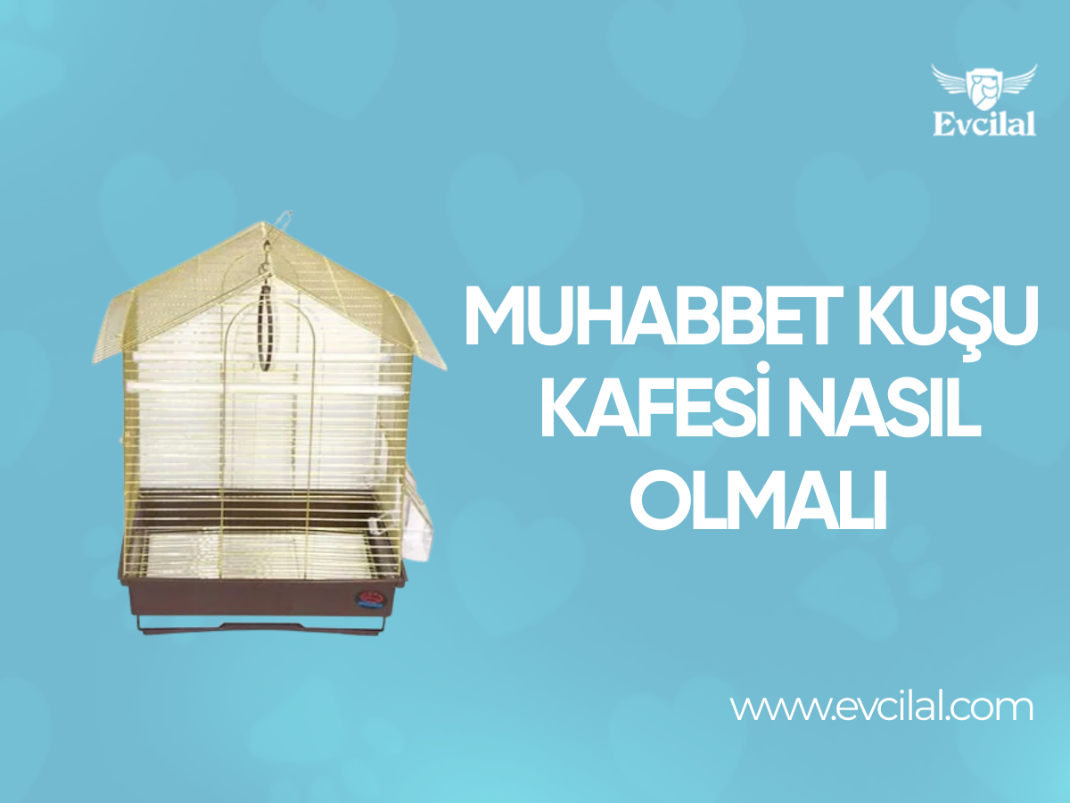 Muhabbet Kuşu Kafesi Nasıl Olmalı