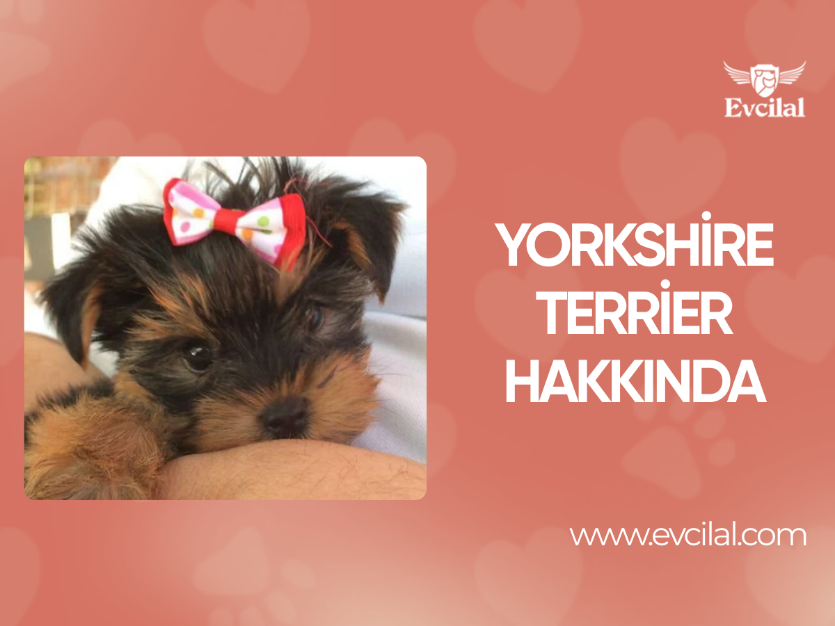 Yorkshire Terrier Hakkında