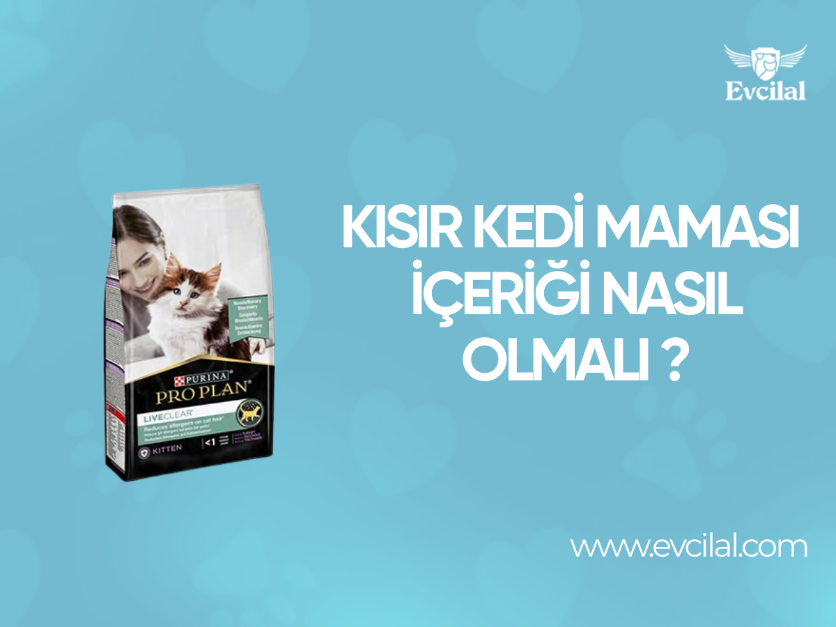 Kısır Kedi Maması İçeriği Nasıl Olmalı ?