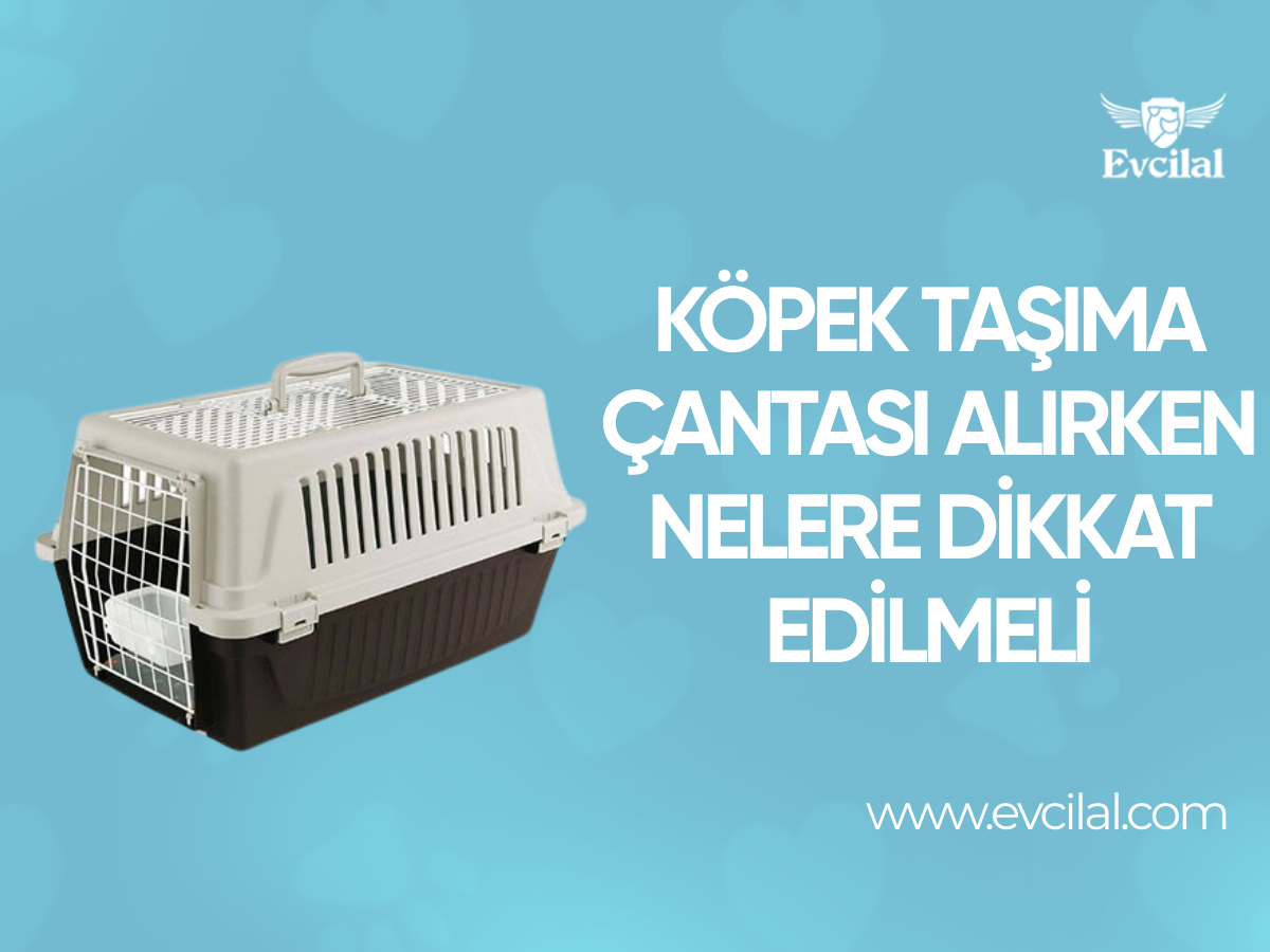 Köpek Taşıma Çantası Alırken nelere Dikkat Edilmeli