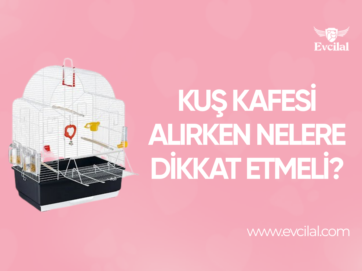 Kuş Kafesi Satın Almadan Önce Bilinmesi Gerekenler