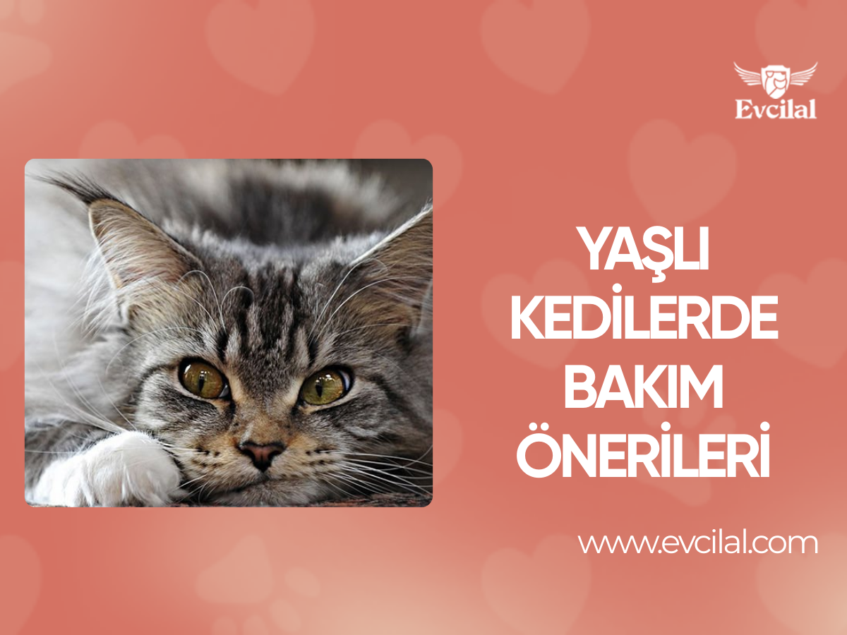 Yaşlı Kedilerde Bakım Önerileri