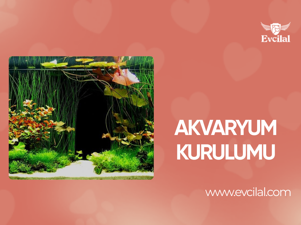 Akvaryum Kurulumu