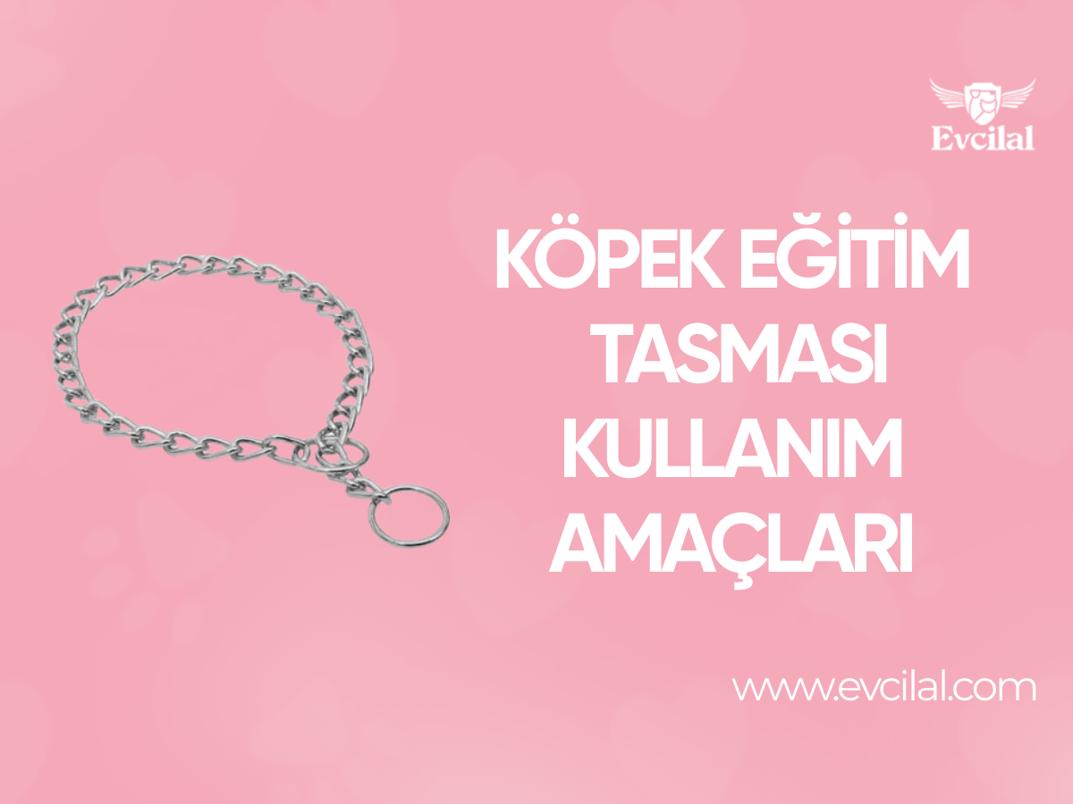 Köpek Eğitim Tasması ne işe yarar ?: İtaat ve Kontrol İçin Etkili Bir Araç