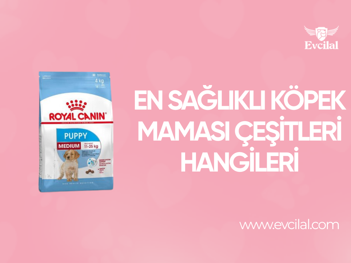 En Sağlıklı Köpek Maması Çeşitleri Hangileri