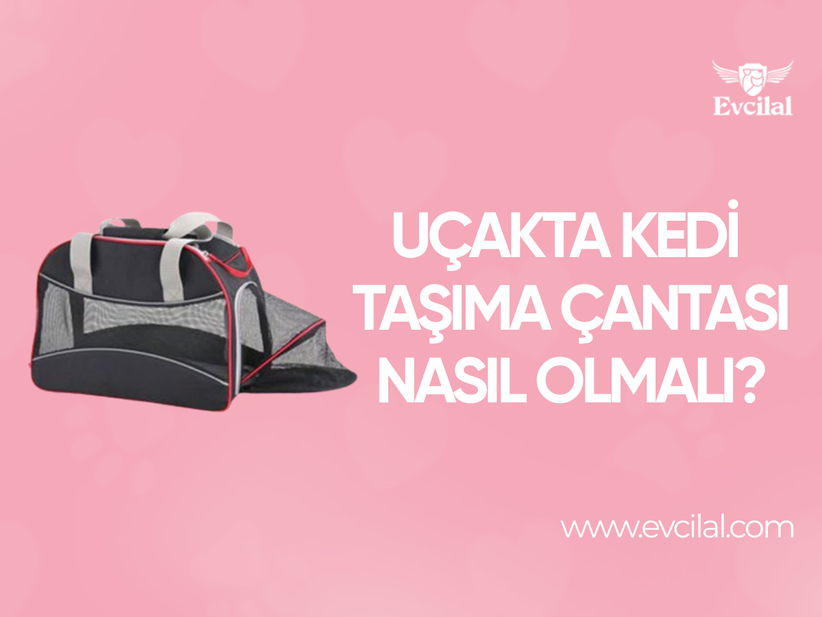 Uçak Yolculuklarında Kedi Taşıma Çantası Nasıl Olmalı