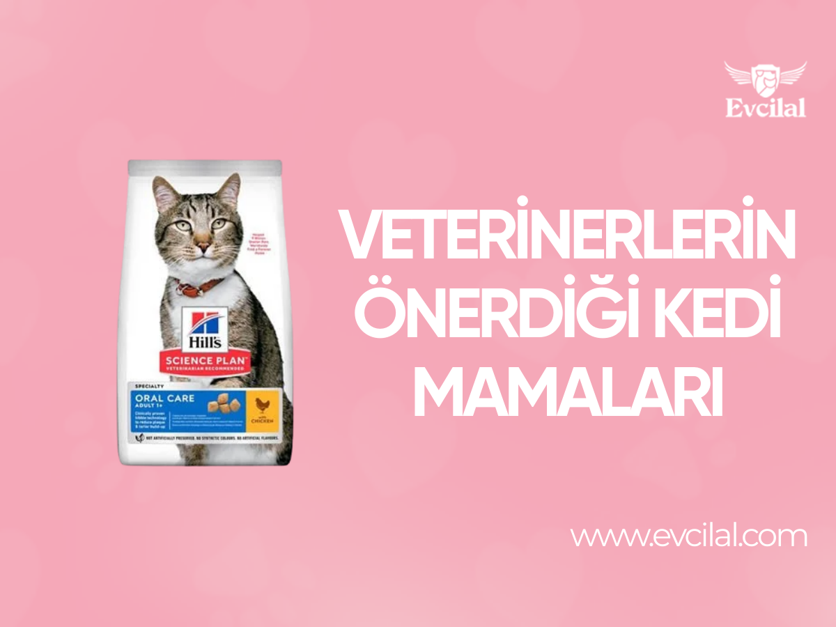 Veterinerlerin Önerdiği Kedi Maması Çeşitleri Hangileri?