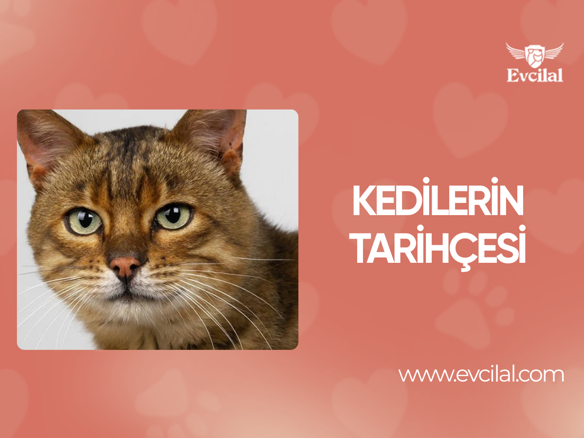 Kedilerin Tarihçesi