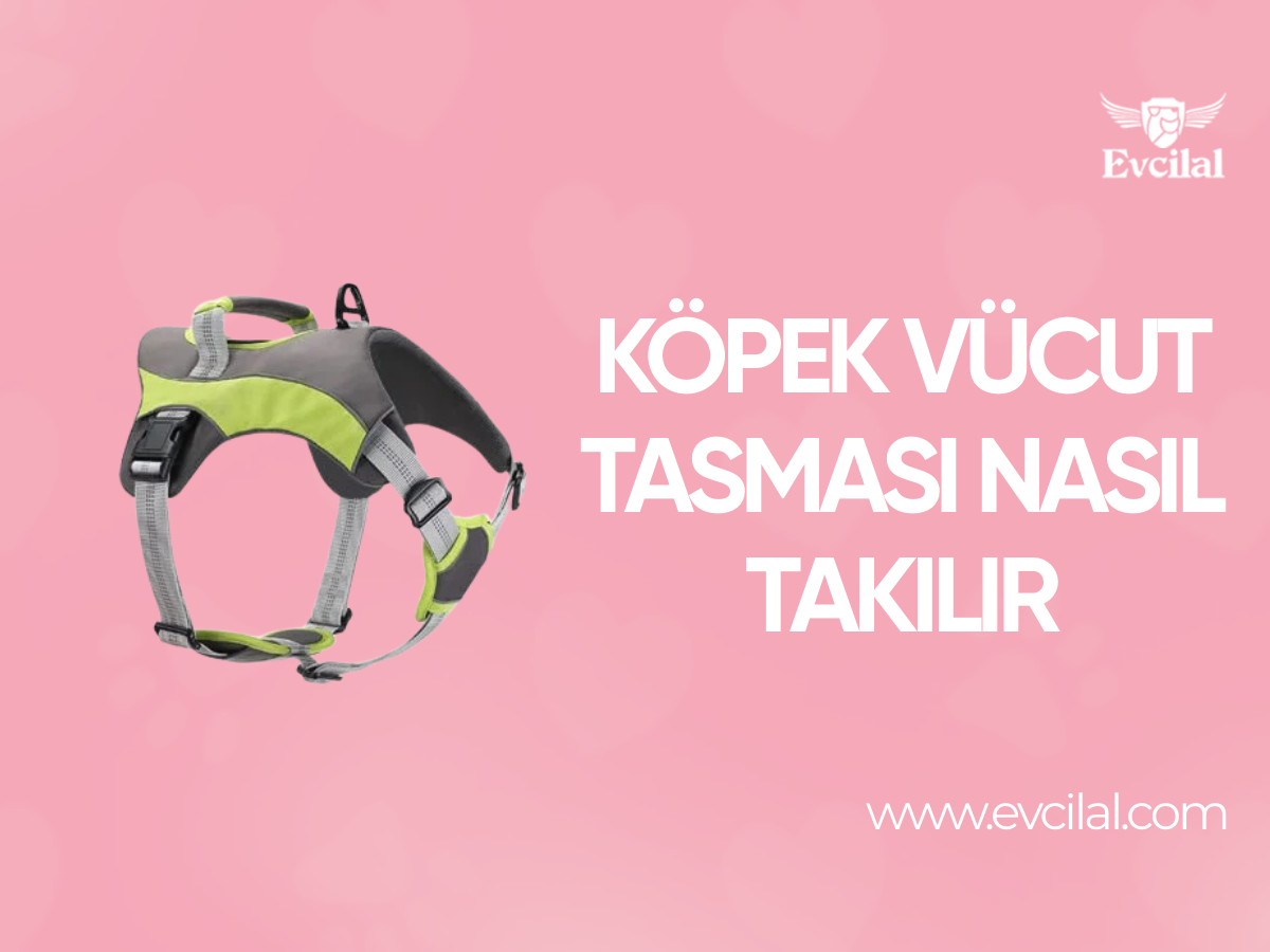 Köpek Vücut Tasması Nasıl Takılır