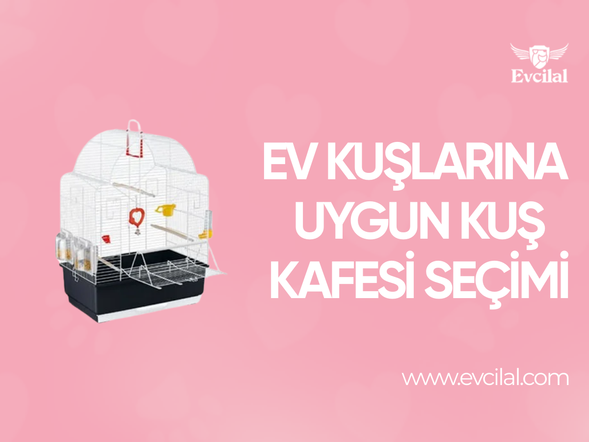 Ev Kuşları İçin Hangi Kuş Kafesi Modelleri Daha Uygun