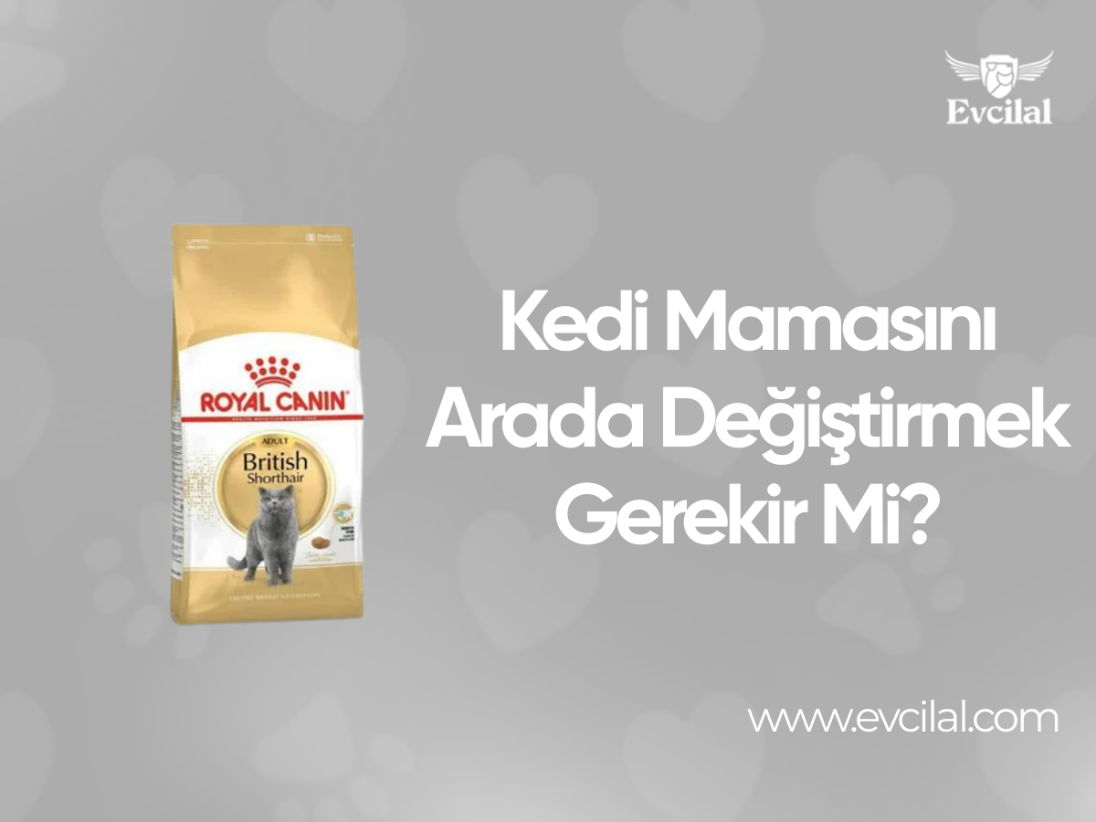 Kedi Mamasını Arada Değiştirmek Gerekir Mi?
