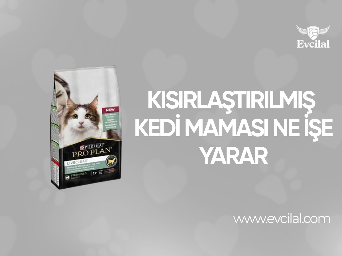 Kısırlaştırılmış Kedi Maması Ne İşe Yarar