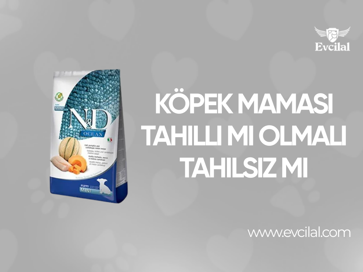 Köpek Maması Tahıllı Mı Olmalı Tahılsız Mı